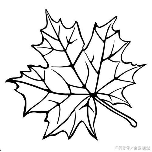 枫叶颜色,秋日色彩的诗意演绎